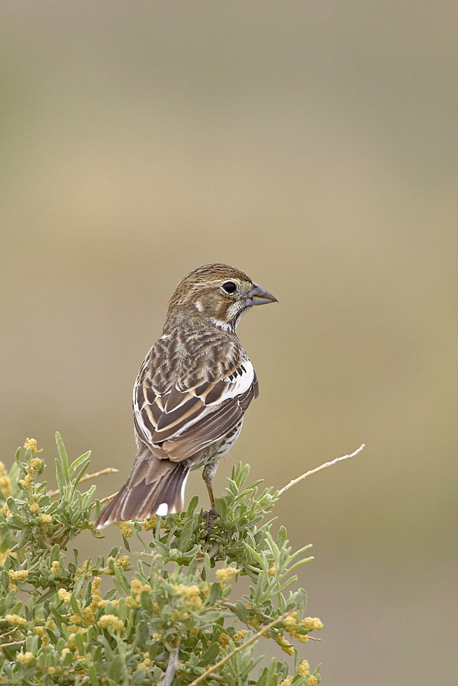 Female lark bunting (Calamospiza melanocorys), Pawnee National Grassland, Colorado, United States of America, North America