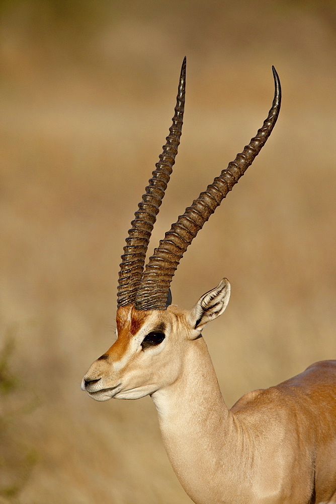 Male Grant's gazelle (Gazella granti), Samburu National Reserve, Kenya, East Africa, Africa