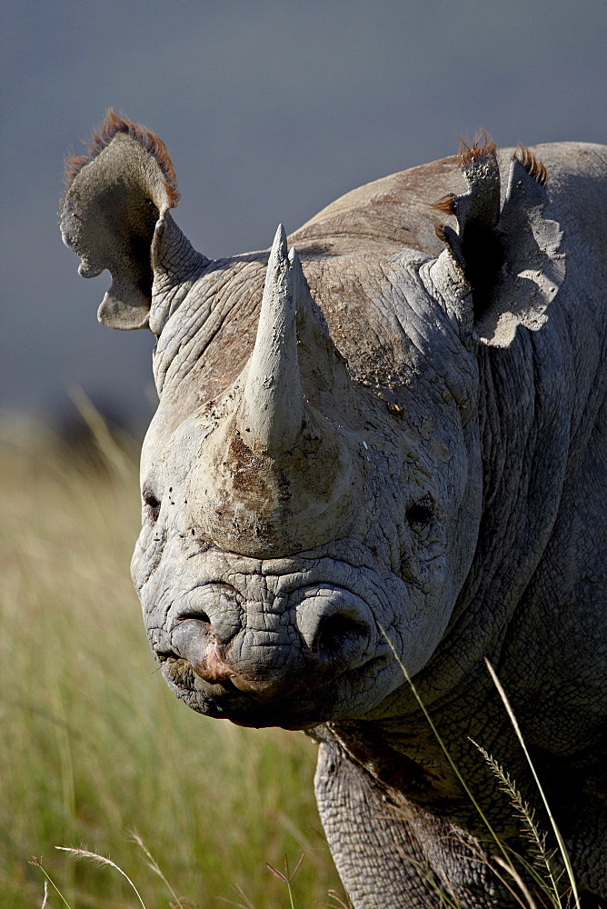 Black rhinoceros (hook-lipped rhinoceros) (Diceros bicornis), Lake Nakuru National Park, Kenya, East Africa, Africa