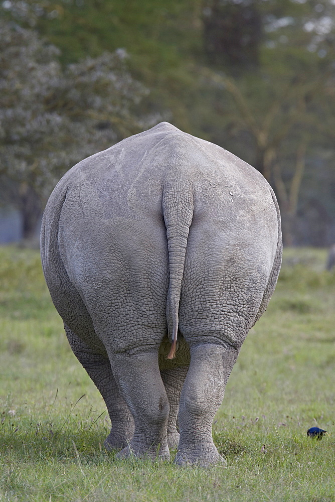 Rear view of a white rhinoceros (Ceratotherium simum), Lake Nakuru National Park, Kenya, East Africa, Africa