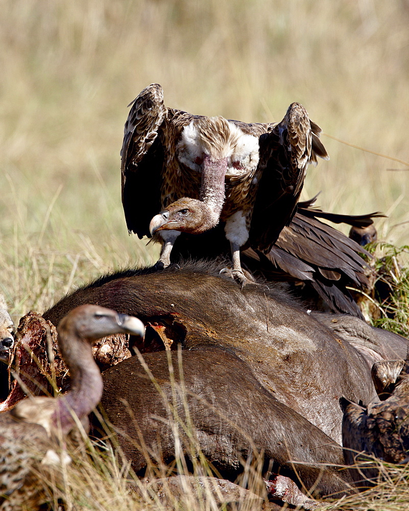 RuppellÕs griffon vulture (Gyps rueppellii) atop a Cape buffalo (African buffalo) (Syncerus caffer) carcass, Masai Mara National Reserve, Kenya, East Africa, Africa