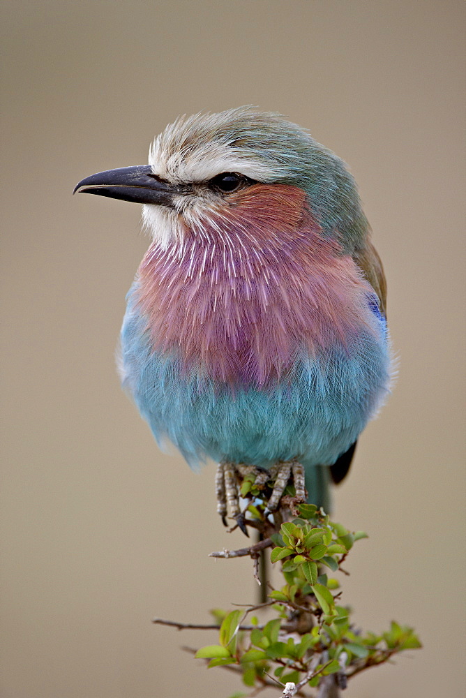 Lilac-Breasted Roller (Coracias caudata), Masai Mara National Reserve, Kenya, East Africa, Africa