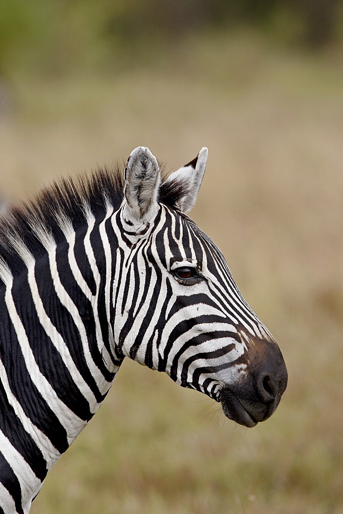 Grants Zebra (Plains Zebra) (Common Zebra) (Equus burchelli boehmi), Masai Mara National Reserve, Kenya, East Africa, Africa