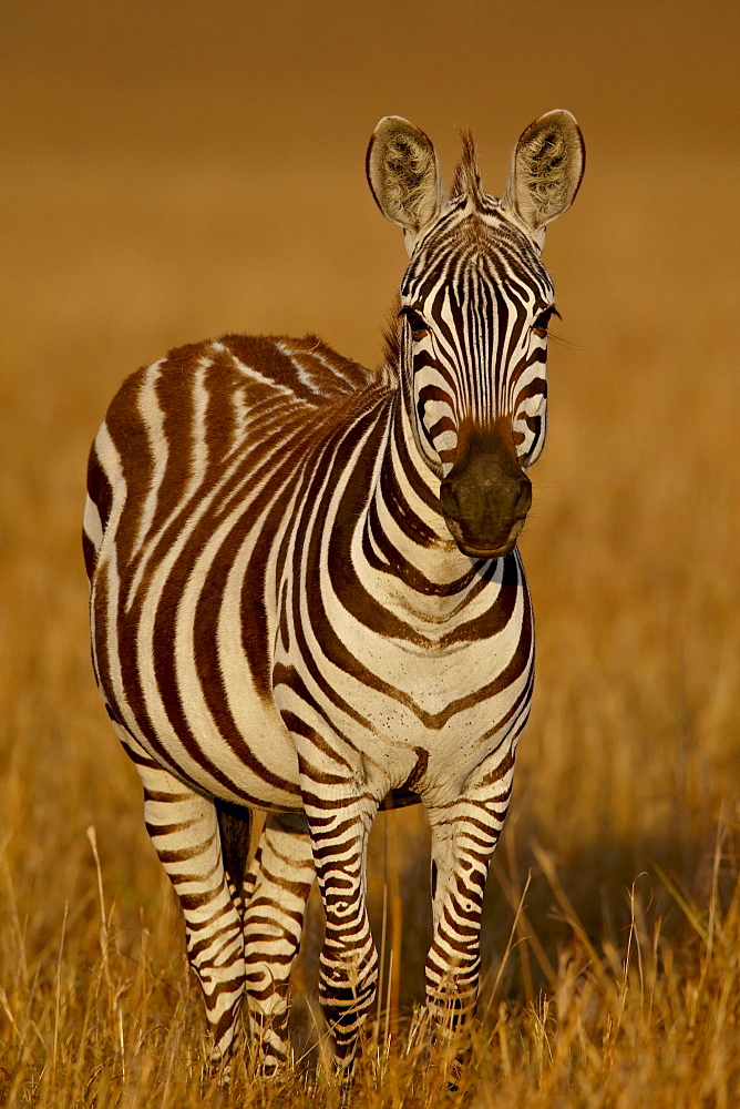 Grants Zebra (Plains Zebra) (Common Zebra) (Equus burchelli boehmi) in early light, Masai Mara National Reserve, Kenya, East Africa, Africa