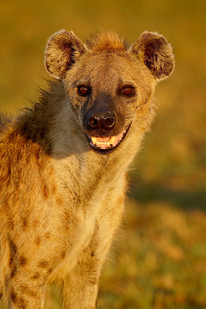 Spotted hyena (spotted hyaena) (Crocuta crocuta), Masai Mara National Reserve, Kenya, East Africa, Africa