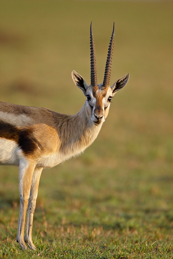 Male Thomson's gazelle (Gazella thomsonii), Masai Mara National Reserve, Kenya, East Africa, Africa