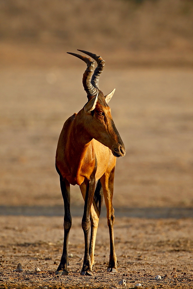 Red hartebeest (Alcelaphus buselaphus), Kgalagadi Transfrontier Park, former Kalahari Gemsbok National Park, South Africa