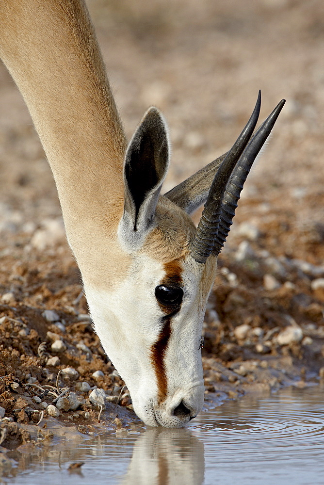 Female springbok (Antidorcas marsupialis) drinking, Kgalagadi Transfrontier Park, South Africa