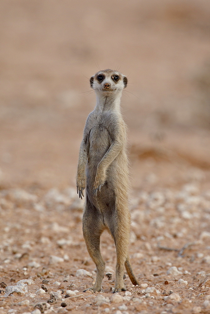 Meerkat (suricate) (Suricata suricatta) standing on its hind legs, Kgalagadi Transfrontier Park, South Africa