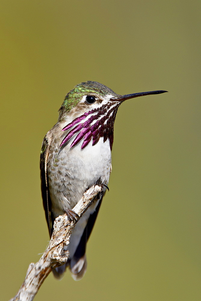 Calliope hummingbird (Stellula calliope) perched, near Osoyoos, British Columbia, Canada, North America