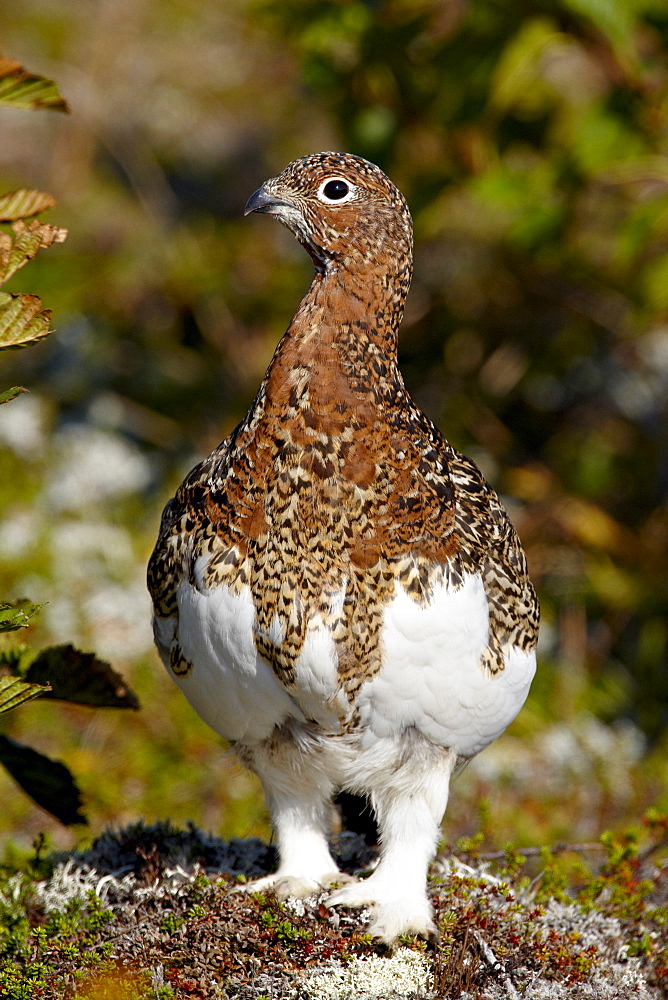 Willow Ptarmigan (Lagopus lagopus), Katmai National Park and Preserve, Alaska, United States of America, North America