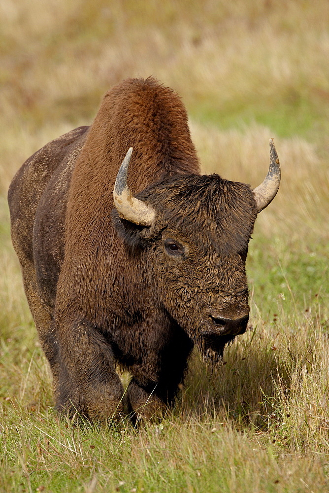 Male Wood Bison (Wood Buffalo) (Bison bison athabascae), Alaska Highway, British Columbia, Canada, North America