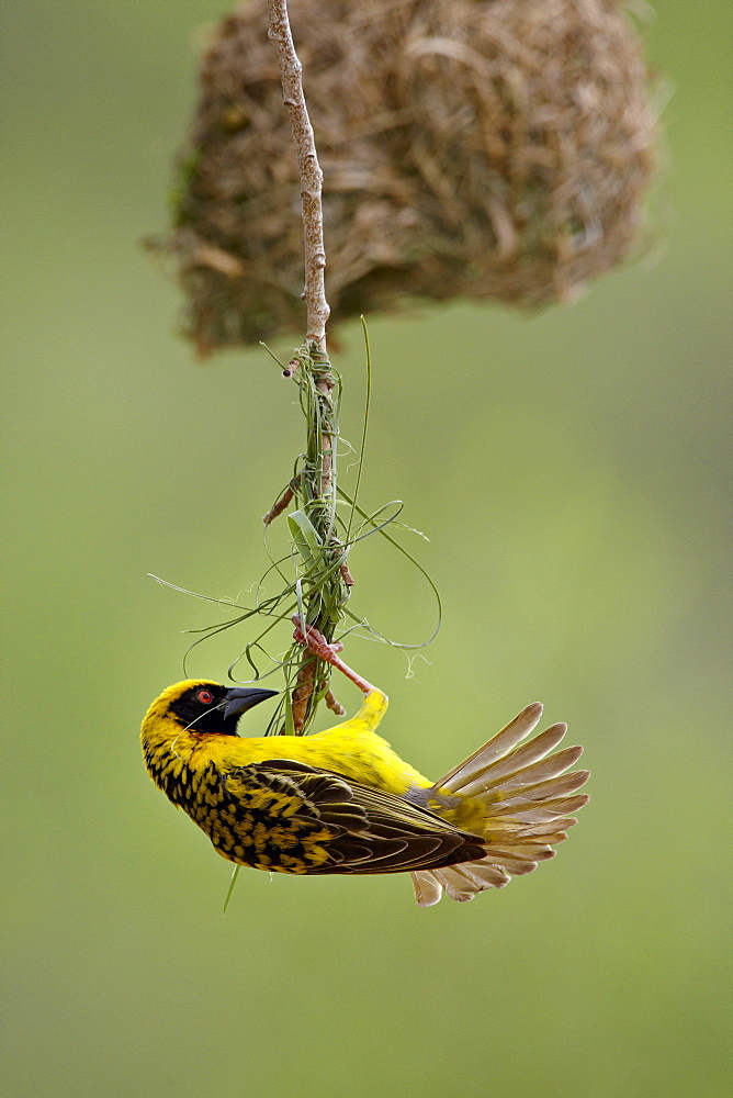 Male Spotted-backed weaver (Village weaver) (Ploceus cucullatus) building a nest, Hluhluwe Game Reserve, South Africa, Africa