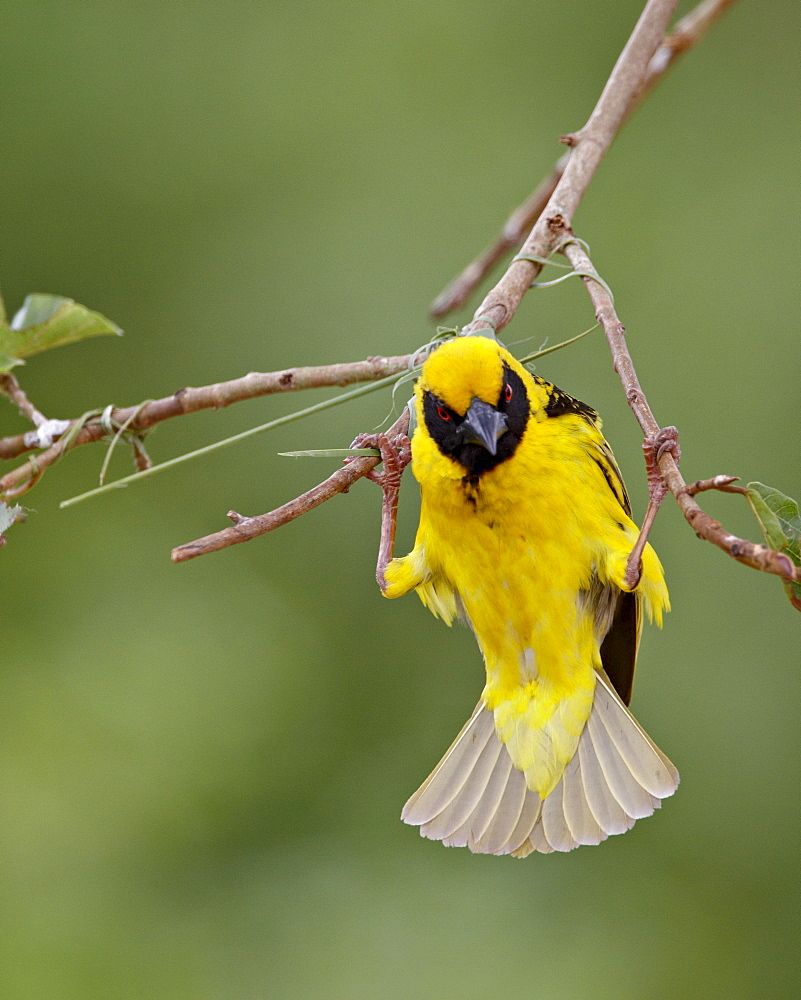 Male Spotted-backed weaver (Village weaver) (Ploceus cucullatus) building a nest, Hluhluwe Game Reserve, South Africa, Africa