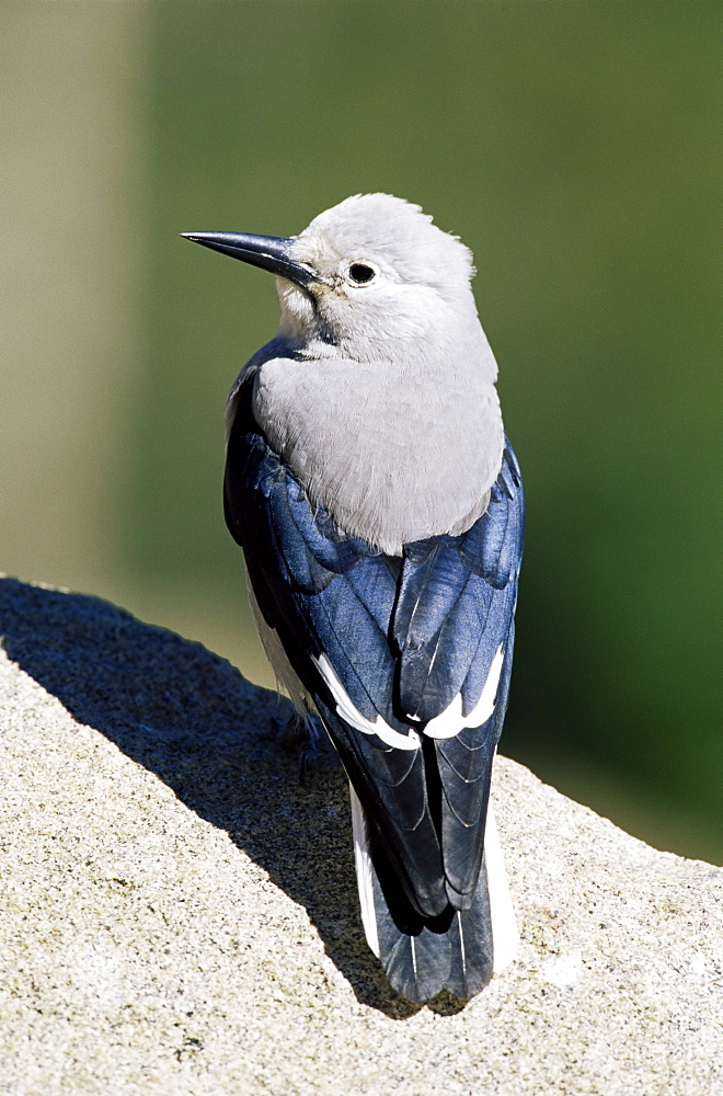 Clark's nutcracker (Nucifraga columbiana), Rocky Mountain National Park, Colorado, United States of America, North America