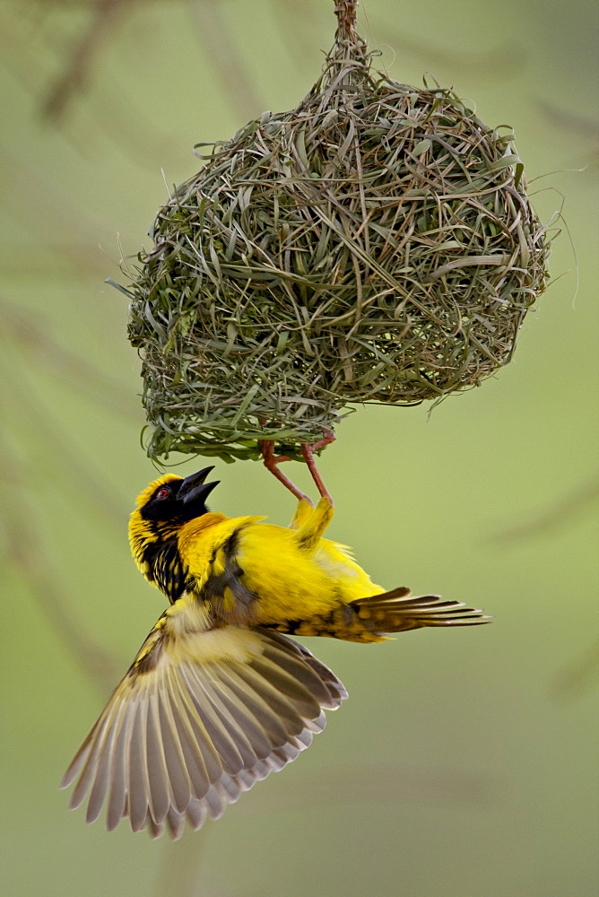 Male Spotted-backed weaver (Village weaver) (Ploceus cucullatus) building a nest, Hluhluwe Game Reserve, South Africa, Africa