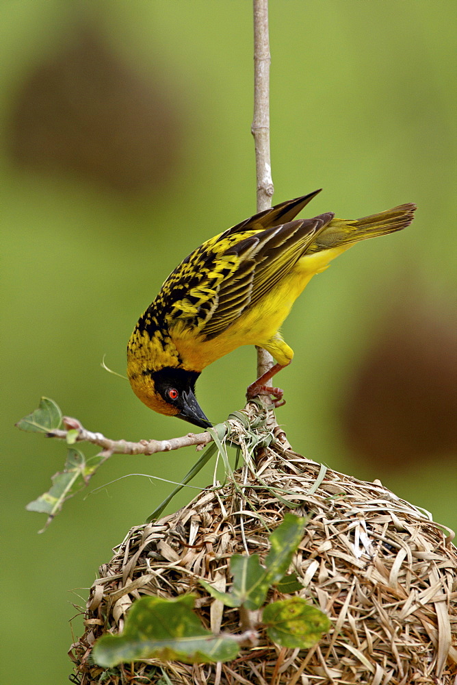 Male Spotted-backed weaver (Village weaver) (Ploceus cucullatus) building a nest, Hluhluwe Game Reserve, South Africa, Africa