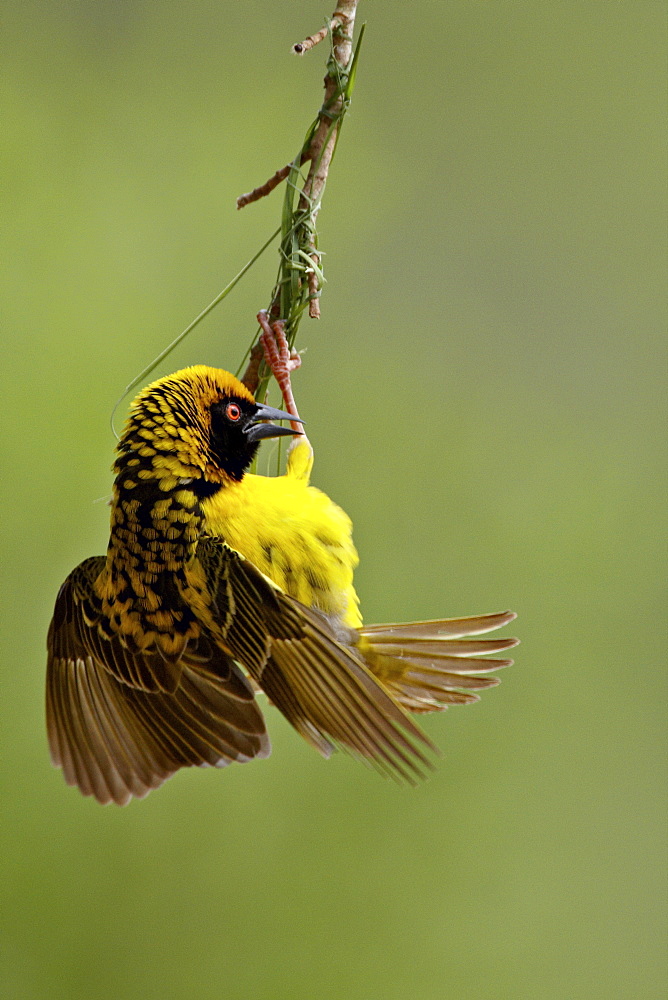 Male Spotted-backed weaver (Village weaver) (Ploceus cucullatus) building a nest, Hluhluwe Game Reserve, South Africa, Africa