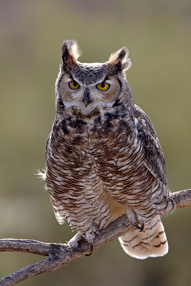 Great Horned Owl (Bubo virginianus) in captivity, Arizona Sonora Desert Museum, Tucson, Arizona, United States of America, North America