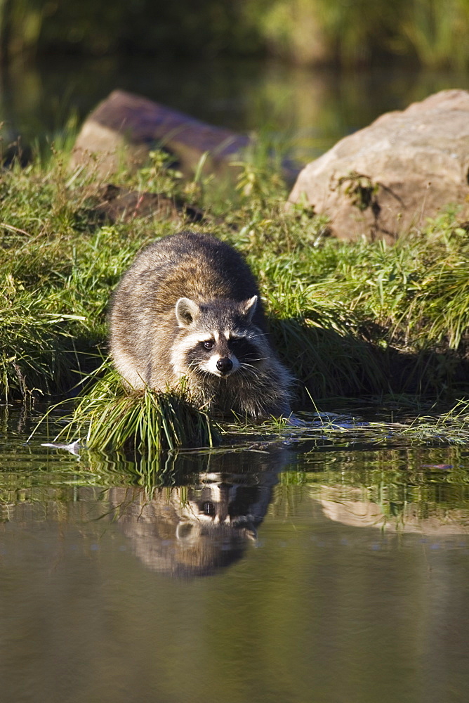 Raccoon (racoon) (Procyon lotor) at waters edge with reflection, in captivity, Minnesota Wildlife Connection, Minnesota, United States of America, North America