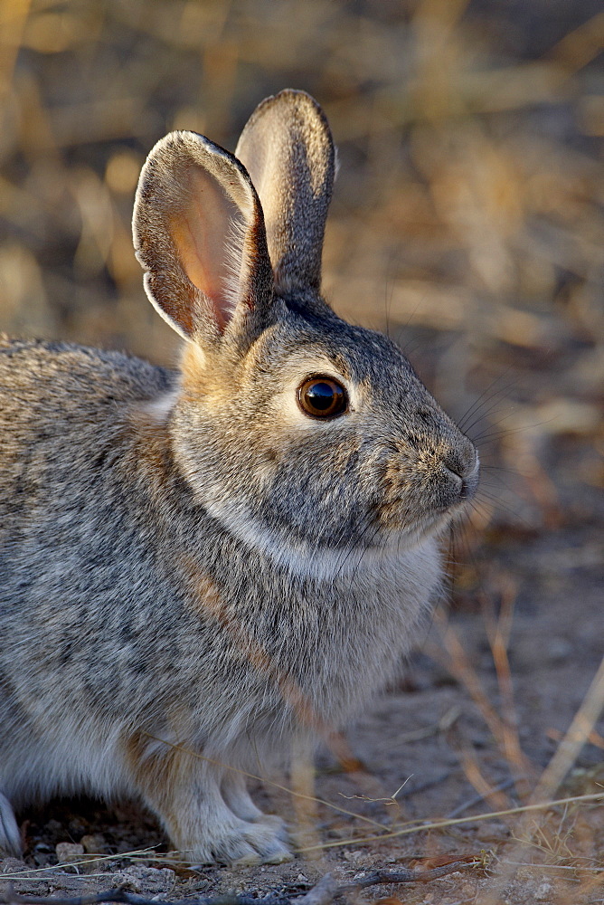 Desert Cottontail (Sylvilagus audubonii), City of Rocks State Park, New Mexico, United States of America, North America