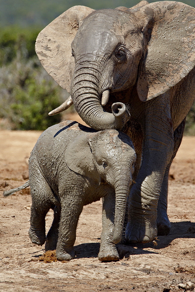 Baby African Elephant (Loxodonta africana) with its mother, Addo Elephant National Park, South Africa, Africa