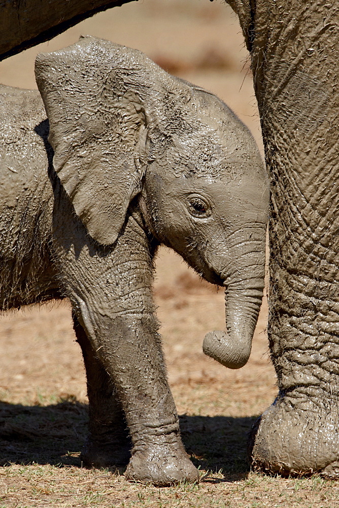 Baby African Elephant (Loxodonta africana) standing by its mother's leg, Addo Elephant National Park, South Africa, Africa