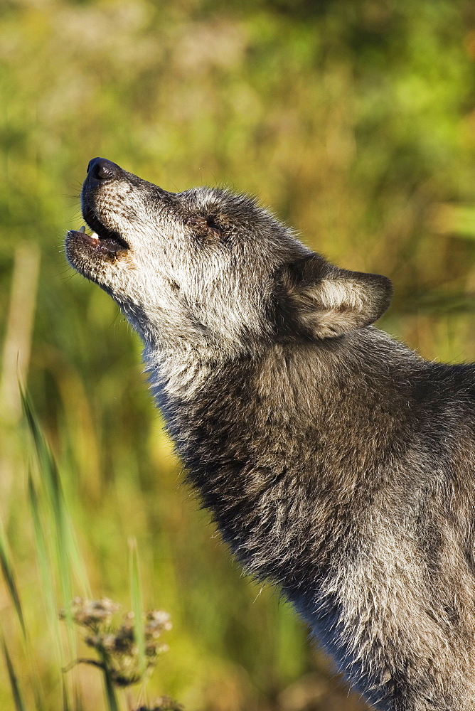 Gray wolf (Canis lupus) howling, in captivity, Minnesota Wildlife Connection, Minnesota, United States of America, North America