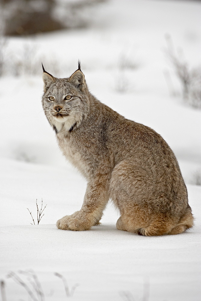 Canadian Lynx (Lynx canadensis) in snow in captivity, near Bozeman, Montana, United States of America, North America