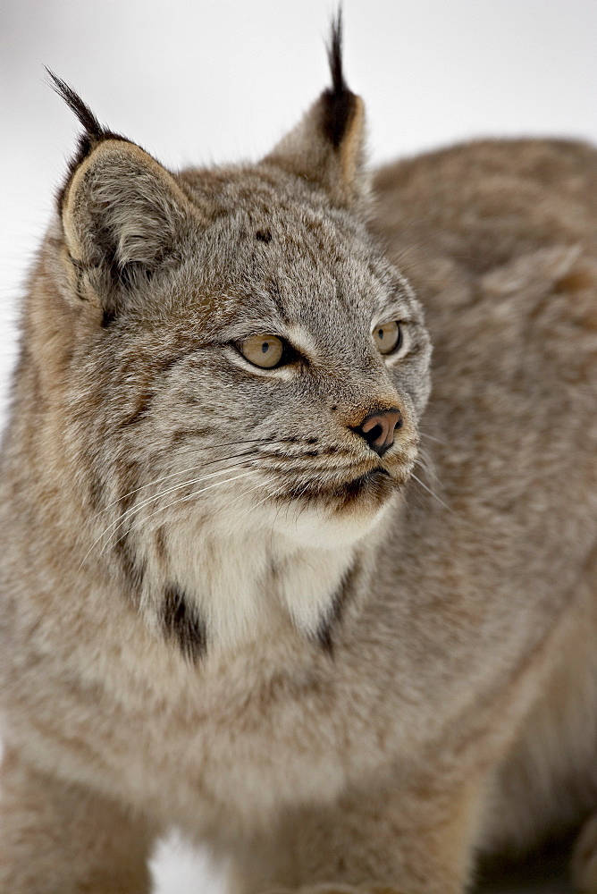 Canadian Lynx (Lynx canadensis) in snow in captivity, near Bozeman, Montana, United States of America, North America