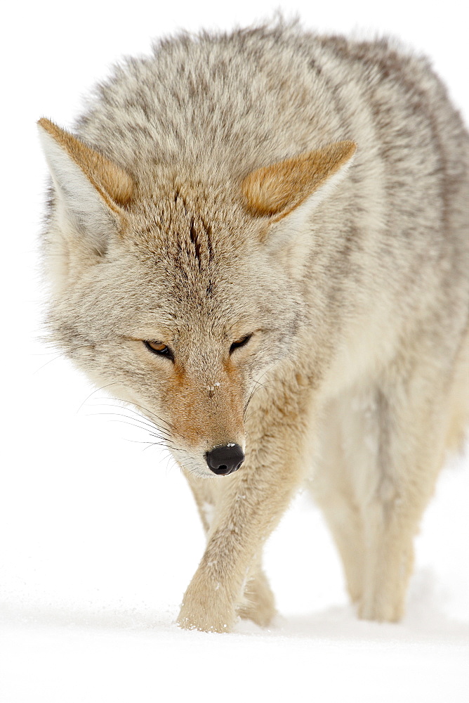 Coyote (Canis latrans) in snow, Yellowstone National Park, Wyoming, United States of America, North America