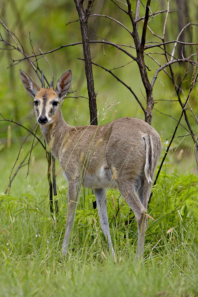 Common Duiker or Grey Duiker (Sylvicapra grimmia), Kruger National Park, South Africa, Africa