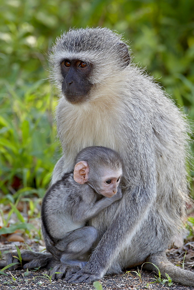 Vervet Monkey (Chlorocebus aethiops) mother and infant, Kruger National Park, South Africa, Africa