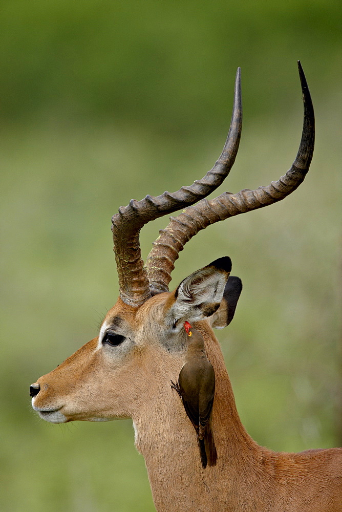 Male Impala (Aepyceros melampus) with a Red-Billed Oxpecker (Buphagus erythrorhynchus), Kruger National Park, South Africa, Africa