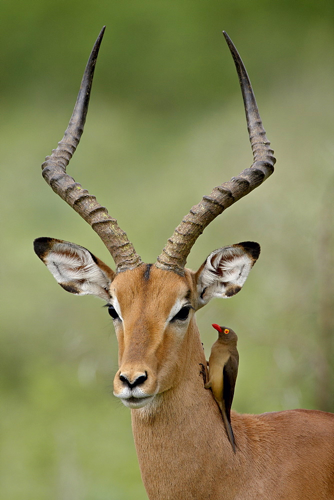 Male Impala (Aepyceros melampus) with a Red-Billed Oxpecker (Buphagus erythrorhynchus), Kruger National Park, South Africa, Africa