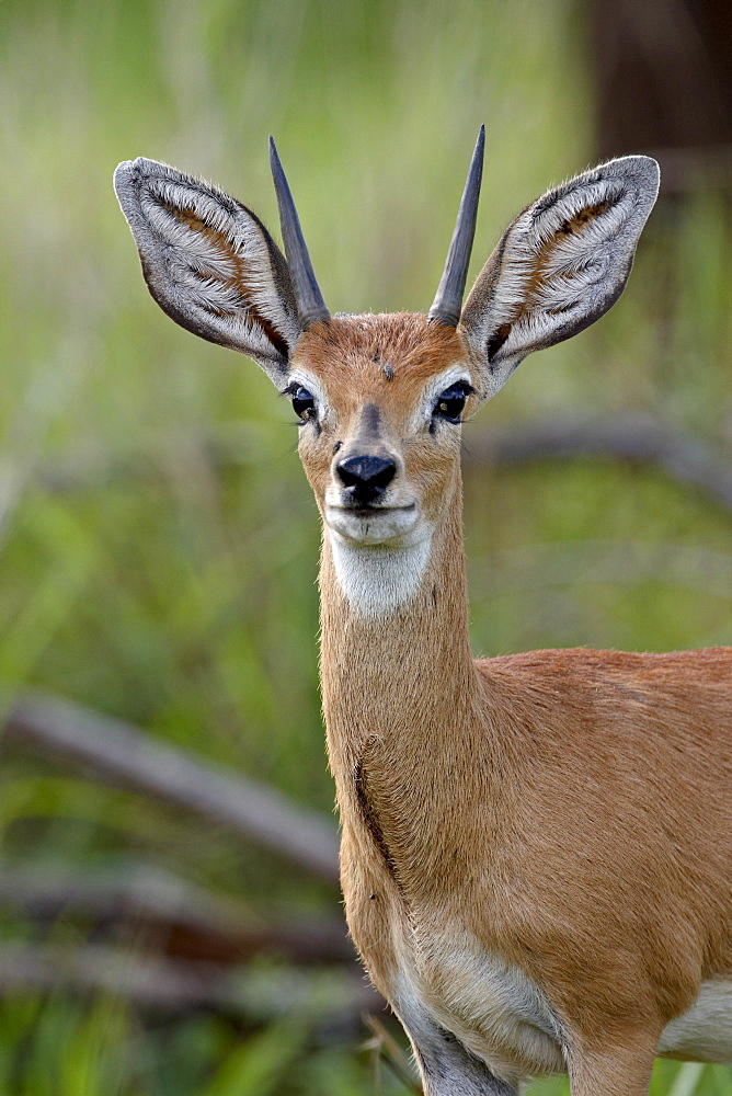 Male Steenbok (Raphicerus campestris), Kruger National Park, South Africa, Africa