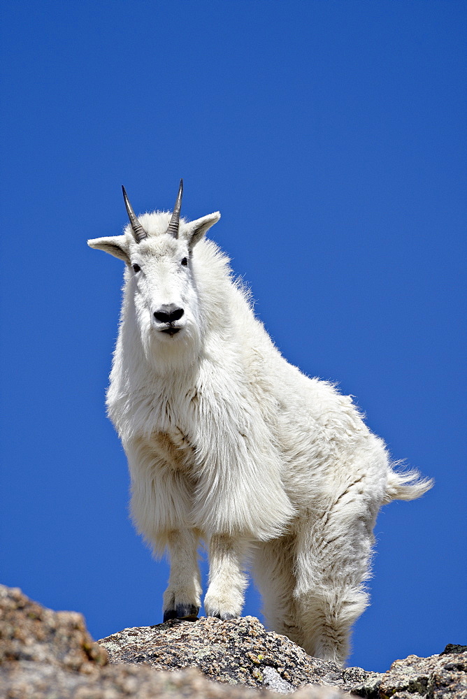 Mountain Goat (Oreamnos americanus), Mount Evans, Colorado, United States of America, North America