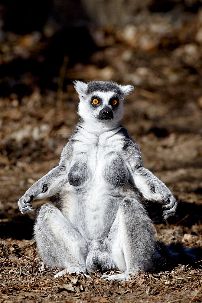 Female Ring-Tailed Lemur (Lemur catta) sunning herself, in captivity, Denver Zoo, Denver, Colorado, United States of America, North America