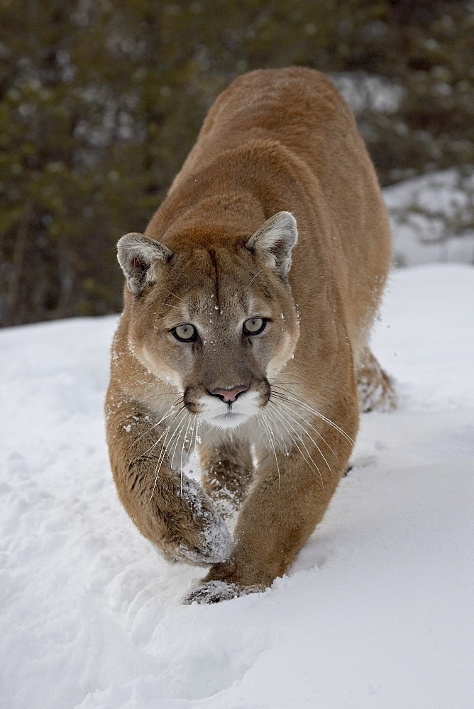 Mountain Lion (Cougar) (Felis concolor) in snow in captivity, near Bozeman, Montana, United States of America, North America