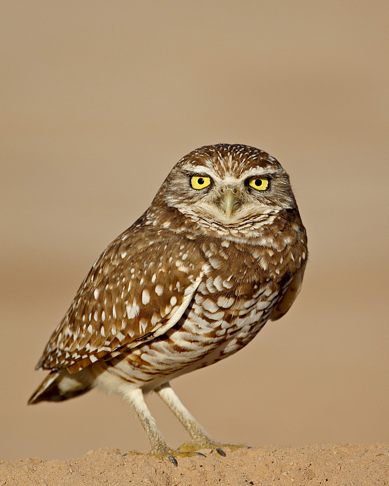 Burrowing owl (Athene cunicularia), Salton Sea, California, United States of America, North America