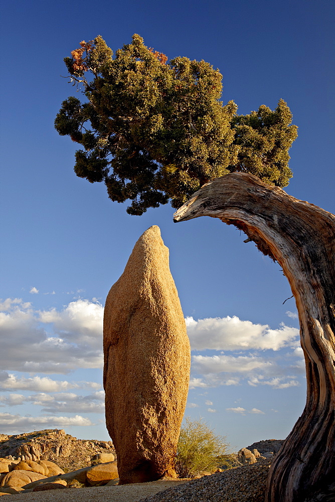 Juniper and boulder, Joshua Tree National Park, California, United States of America, North America