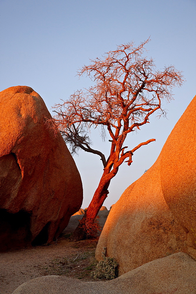 Bare tree among boulders at sunrise, Joshua Tree National Park, California, United States of America, North America