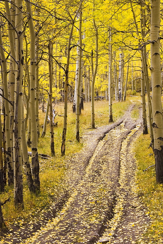 Two-track lane through fall aspens, near Telluride, Colorado, United States of America, North America