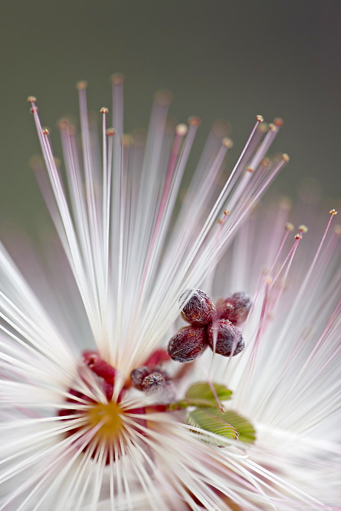 Fairy Duster (Calliandra eriophylla), Organ Pipe Cactus National Monument, Arizona, United States of America, North America