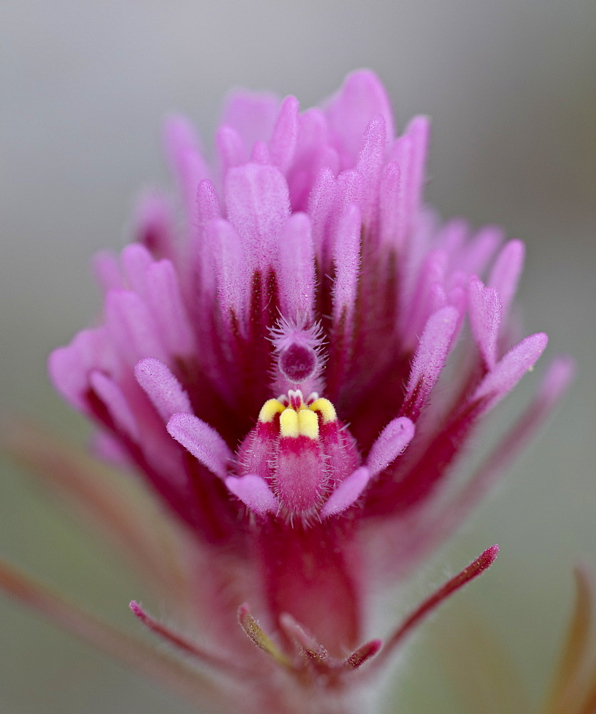 Purple Owl's Clover (Exserted Indian Paintbrush) (Escobita) (Castilleja exserta), Organ Pipe Cactus National Monument, Arizona, United States of America, North America