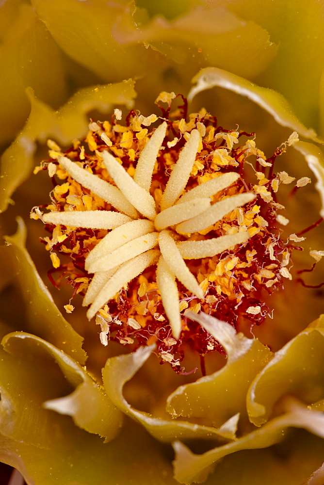 Center of a Red Barrel Cactus (Ferocactus cylindraceus) flower, Anza-Borrego Desert State Park, California, United States of America, North America