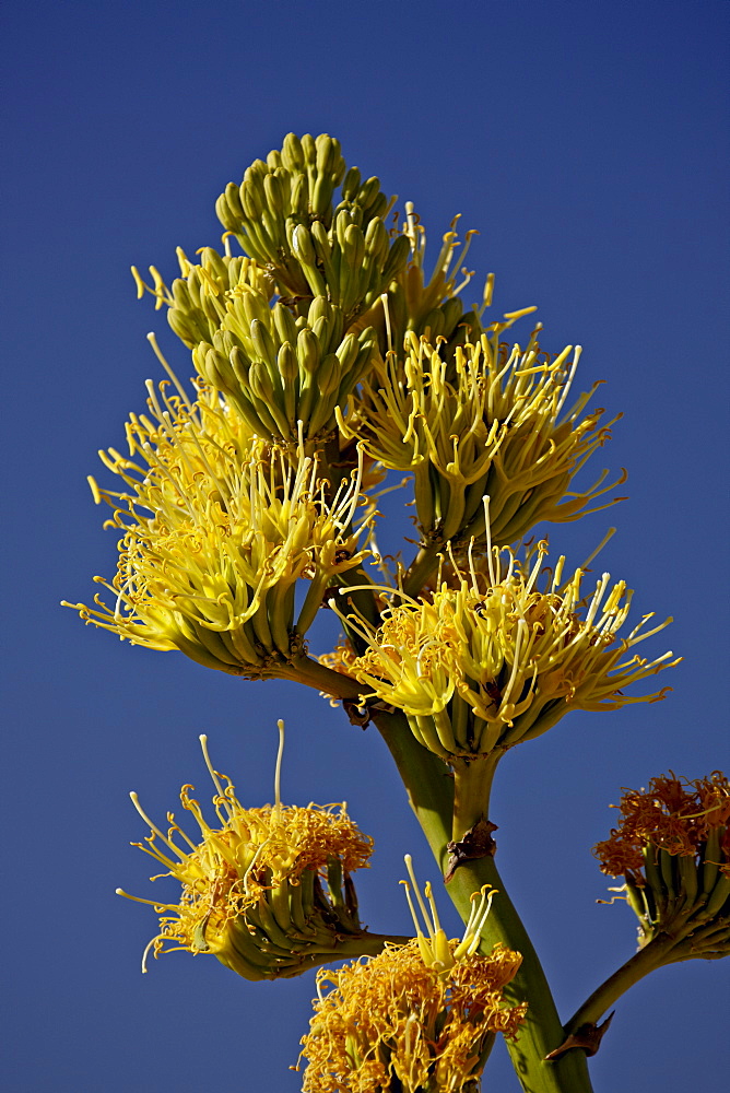 Desert Agave (Century Plant) (Agave Deserti), Anza-Borrego Desert State Park, California, United States of America, North America