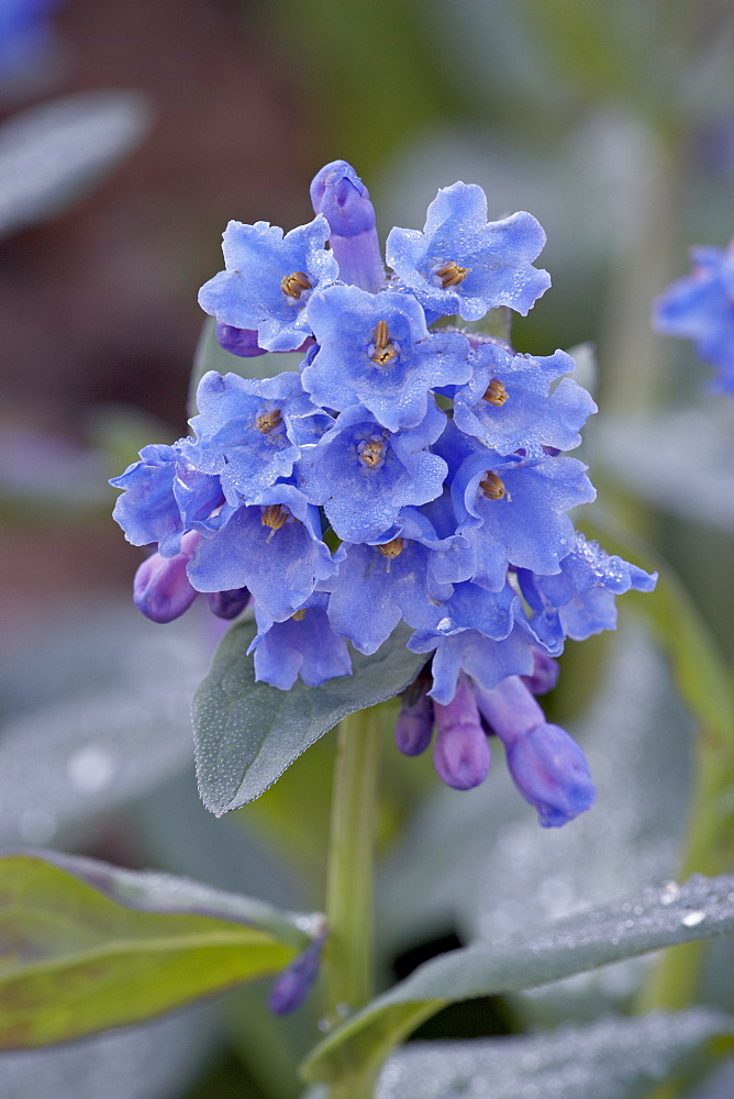 Blue Penstemon (Penstemon cyaneus), Shoshone National Forest, Wyoming, United States of America, North America