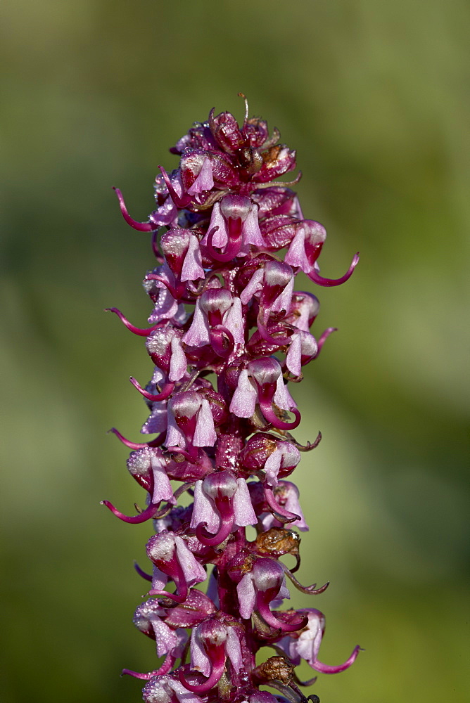 Elephant Heads (Little Red Elephants) (Pedicularis groenlandica), Shoshone National Forest, Wyoming, United States of America, North America