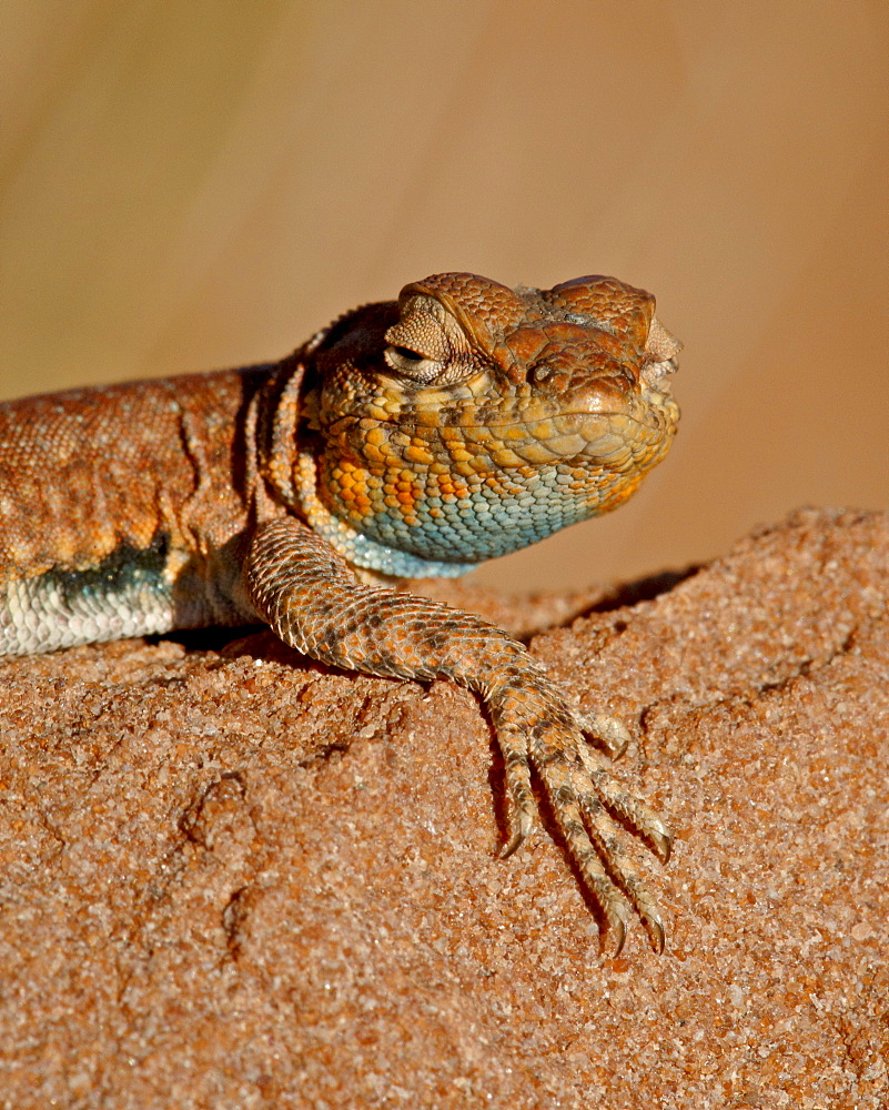 Colorado side-blotched lizard (Uta stansburiana uniformis), Canyon Country, Utah, United States of America, North America